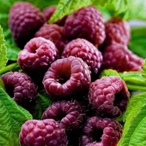 Raspberry Glencoe Live Plant – Sweet Raspberry Bush Shrub for Home Garden, 4-6 Inch Tall - Image 6