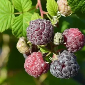 Raspberry Glencoe Live Plant – Sweet Raspberry Bush Shrub for Home Garden, 4-6 Inch Tall - Image 7