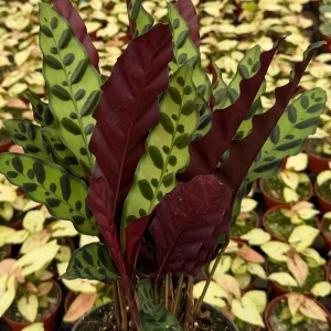 Rattlesnake Plant Live Tropical Houseplant – Goeppertia Insignis – 4-6 Inch Pot - Image 2