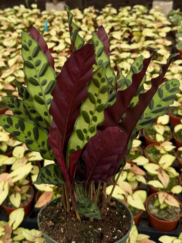 Rattlesnake Plant Live Tropical Houseplant – Goeppertia Insignis – 4-6 Inch Pot - Image 2