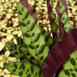 Rattlesnake Plant Live Tropical Houseplant – Goeppertia Insignis – 4-6 Inch Pot - Image 3