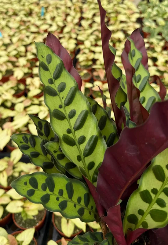 Rattlesnake Plant Live Tropical Houseplant – Goeppertia Insignis – 4-6 Inch Pot - Image 3