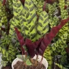 Rattlesnake Plant Live Tropical Houseplant – Goeppertia Insignis – 4-6 Inch Pot - Image 1