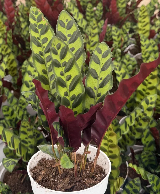 Rattlesnake Plant Live Tropical Houseplant – Goeppertia Insignis – 4-6 Inch Pot - Image 1