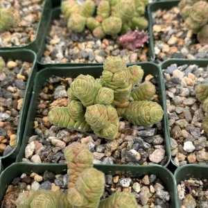 Rattlesnake Tail Crassula Columella Live Succulent Plant in 4 Inch Pot - Image 2