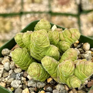 Rattlesnake Tail Crassula Columella Live Succulent Plant in 4 Inch Pot - Image 1