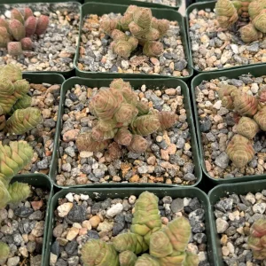 Rattlesnake Tail Crassula Columella Live Succulent Plant in 4 Inch Pot - Image 4