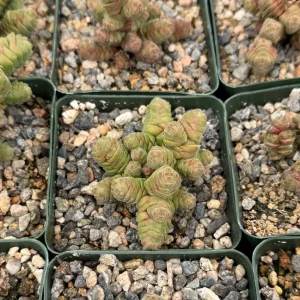 Rattlesnake Tail Crassula Columella Live Succulent Plant in 4 Inch Pot - Image 5