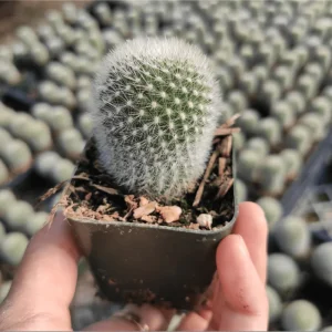 Rebutia Muscula 'Orange Snowball' Live Cactus Plant – 2 Inch Pot – Indoor/Outdoor - Image 1