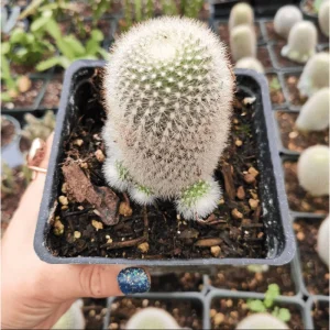 Rebutia Muscula 'Orange Snowball' Live Cactus Plant – 2 Inch Pot – Indoor/Outdoor - Image 3