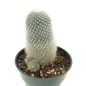 Rebutia Muscula 'Orange Snowball' Live Cactus Plant – 2 Inch Pot – Indoor/Outdoor - Image 4