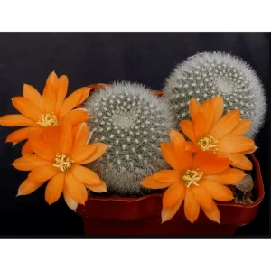 Rebutia Muscula 'Orange Snowball' Live Cactus Plant – 2 Inch Pot – Indoor/Outdoor - Image 5