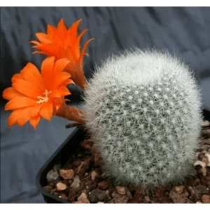 Rebutia Muscula 'Orange Snowball' Live Cactus Plant – 2 Inch Pot – Indoor/Outdoor - Image 6