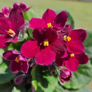 Red African Violet Live Plant – 4 Inch Pot – Blooming Indoor Houseplant - Image 2