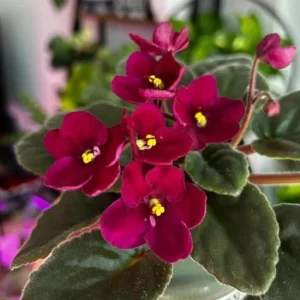 Red African Violet Live Plant – 4 Inch Pot – Blooming Indoor Houseplant - Image 3