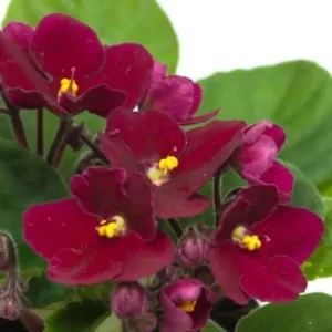 Red African Violet Live Plant – 4 Inch Pot – Blooming Indoor Houseplant - Image 4