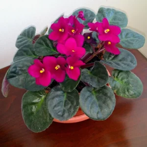 Red African Violet Live Plant – 4 Inch Pot – Blooming Indoor Houseplant - Image 5