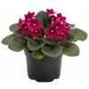 Red African Violet Live Plant – 4 Inch Pot – Blooming Indoor Houseplant - Image 1