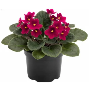 Red African Violet Live Plant – 4 Inch Pot – Blooming Indoor Houseplant - Image 1