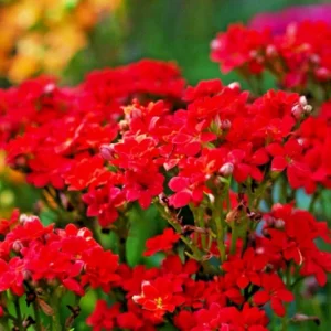 Red Alyssum Seeds - Sweet Carpet Flower Seeds for Gardens - Perennial - Image 2