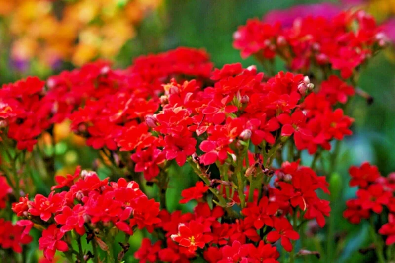 Red Alyssum Seeds - Sweet Carpet Flower Seeds for Gardens - Perennial - Image 2