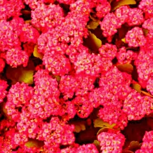 Red Alyssum Seeds - Sweet Carpet Flower Seeds for Gardens - Perennial - Image 3