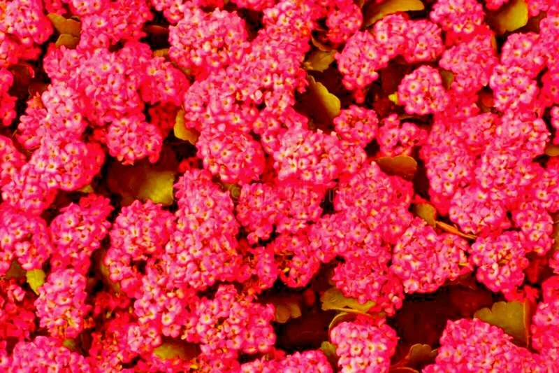 Red Alyssum Seeds - Sweet Carpet Flower Seeds for Gardens - Perennial - Image 3