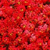 Red Alyssum Seeds - Sweet Carpet Flower Seeds for Gardens - Perennial - Image 1