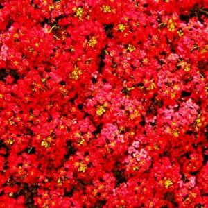 Red Alyssum Seeds - Sweet Carpet Flower Seeds for Gardens - Perennial - Image 1