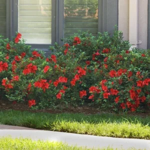 Red Azalea Live Plant – 10 Inch Tall Seedling in 3 Inch Pot – Outdoor Shrub - Image 2