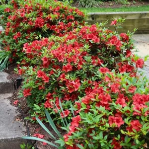 Red Azalea Live Plant – 10 Inch Tall Seedling in 3 Inch Pot – Outdoor Shrub - Image 3