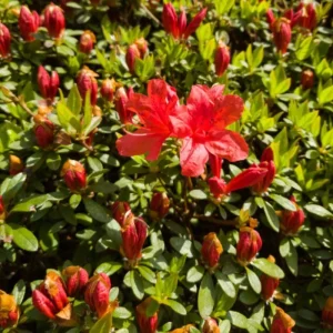 Red Azalea Live Plant – 10 Inch Tall Seedling in 3 Inch Pot – Outdoor Shrub - Image 4