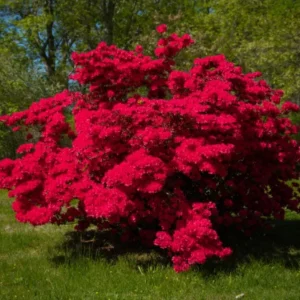 Red Azalea Live Plant – 10 Inch Tall Seedling in 3 Inch Pot – Outdoor Shrub - Image 5