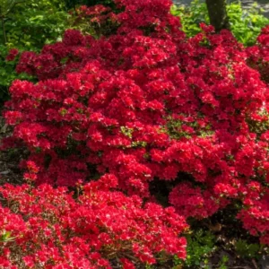 Red Azalea Live Plant – 10 Inch Tall Seedling in 3 Inch Pot – Outdoor Shrub - Image 6