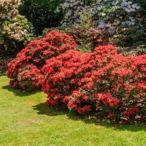 Red Azalea Live Plant – 10 Inch Tall Seedling in 3 Inch Pot – Outdoor Shrub - Image 8
