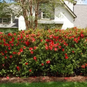 Red Azalea Live Plant – 10 Inch Tall Seedling in 3 Inch Pot – Outdoor Shrub - Image 9