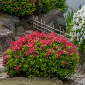 Red Azalea Live Plant – 10 Inch Tall Seedling in 3 Inch Pot – Outdoor Shrub - Image 1