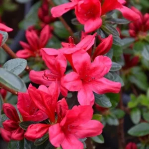 Red Azalea Live Plants - Set of 3, 10 Inch Tall Seedlings in 3 Inch Pots, Outdoor Flowering Shrub - Image 2
