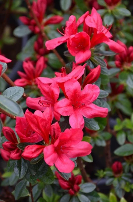 Red Azalea Live Plants - Set of 3, 10 Inch Tall Seedlings in 3 Inch Pots, Outdoor Flowering Shrub - Image 2