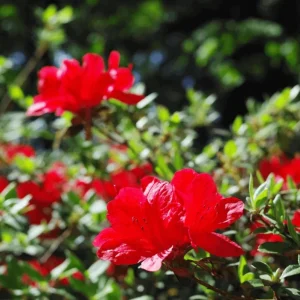 Red Azalea Live Plants - Set of 3, 10 Inch Tall Seedlings in 3 Inch Pots, Outdoor Flowering Shrub - Image 3