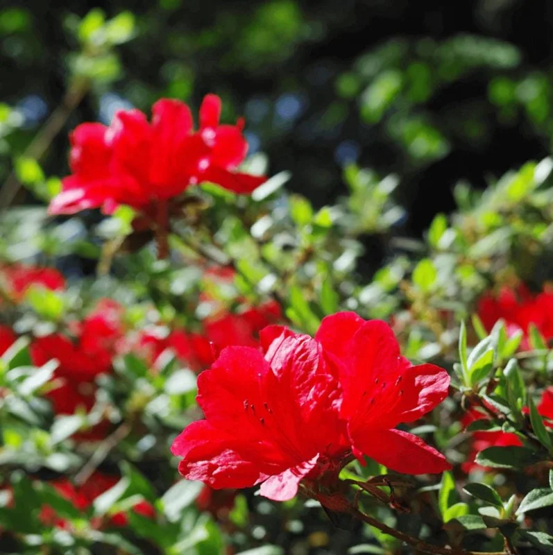 Red Azalea Live Plants - Set of 3, 10 Inch Tall Seedlings in 3 Inch Pots, Outdoor Flowering Shrub - Image 3