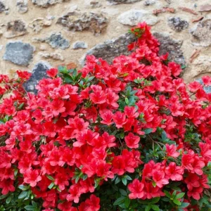 Red Azalea Live Plants - Set of 3, 10 Inch Tall Seedlings in 3 Inch Pots, Outdoor Flowering Shrub - Image 4