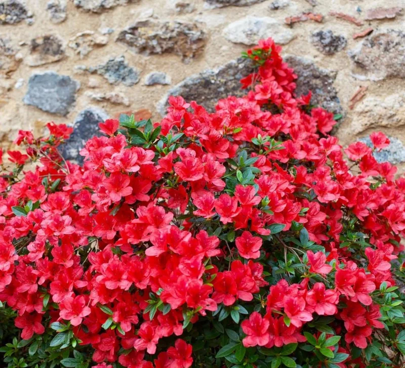 Red Azalea Live Plants - Set of 3, 10 Inch Tall Seedlings in 3 Inch Pots, Outdoor Flowering Shrub - Image 4