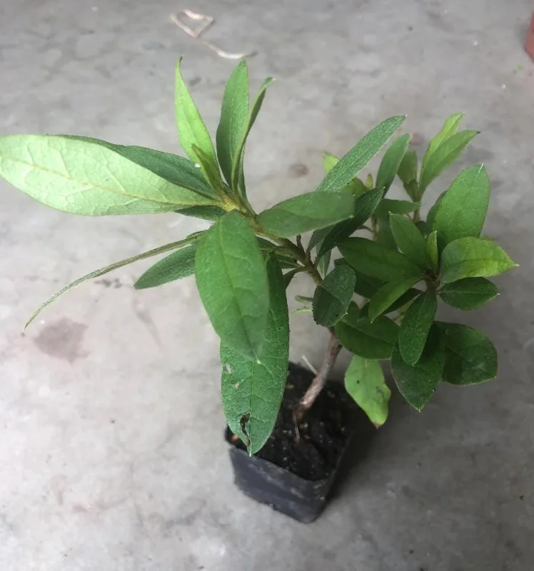 Red Azalea Live Plants - Set of 3, 10 Inch Tall Seedlings in 3 Inch Pots, Outdoor Flowering Shrub - Image 5