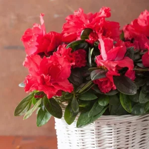 Red Azalea Live Plants - Set of 3, 10 Inch Tall Seedlings in 3 Inch Pots, Outdoor Flowering Shrub - Image 6