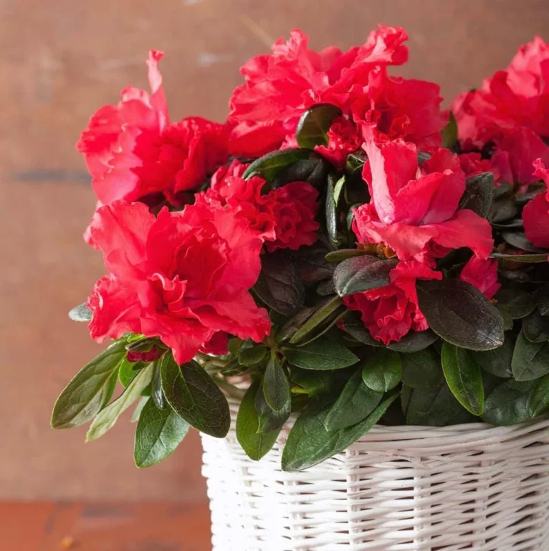 Red Azalea Live Plants - Set of 3, 10 Inch Tall Seedlings in 3 Inch Pots, Outdoor Flowering Shrub - Image 6