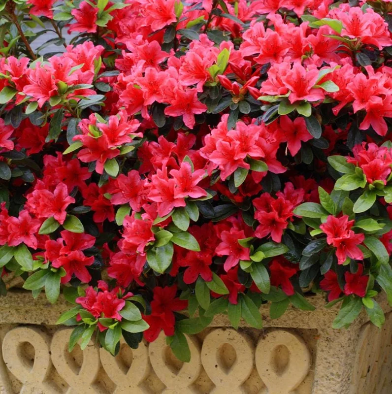 Red Azalea Live Plants - Set of 3, 10 Inch Tall Seedlings in 3 Inch Pots, Outdoor Flowering Shrub - Image 7