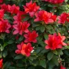 Red Azalea Live Plants - Set of 3, 10 Inch Tall Seedlings in 3 Inch Pots, Outdoor Flowering Shrub - Image 1