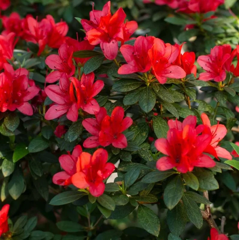 Red Azalea Live Plants - Set of 3, 10 Inch Tall Seedlings in 3 Inch Pots, Outdoor Flowering Shrub - Image 1