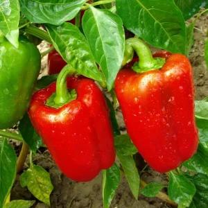 Red Bell Pepper Live Plant, 4-6 Inch, 4 Inch Pot - Sweet Vegetable - Image 1